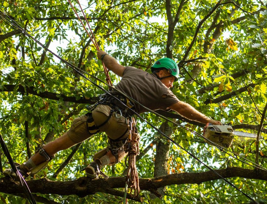 Alpinista Favágó az Aggteleki Nemzeti Parkban
